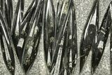 Polished Fossil Orthoceras (Cephalopod) Plate - Morocco #372679-1
